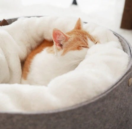pet bed pet bed pet bed pet bed pet bed pet bed pet bed - Shop - Saver