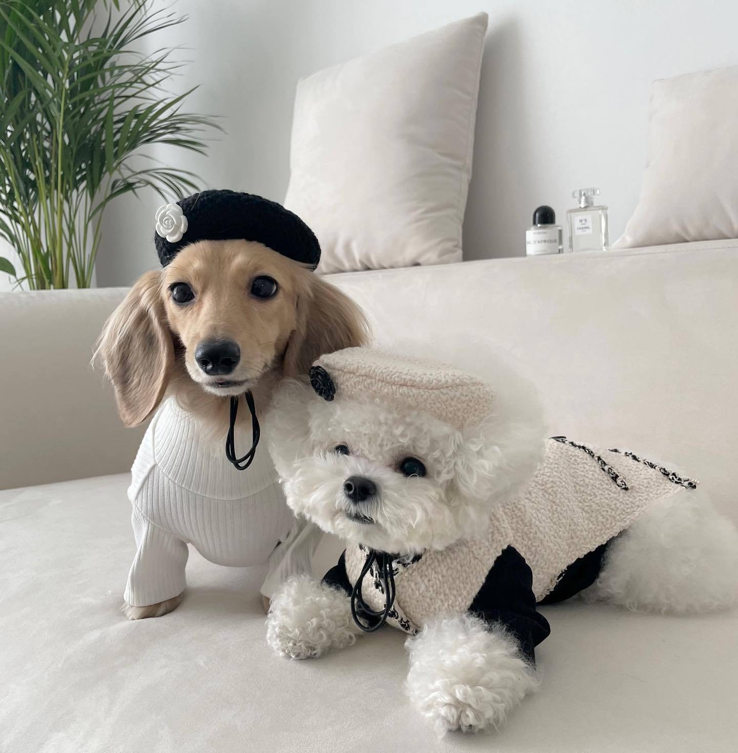 Pet Dog Cat Accessories Knitted Hat - Shop - Saver