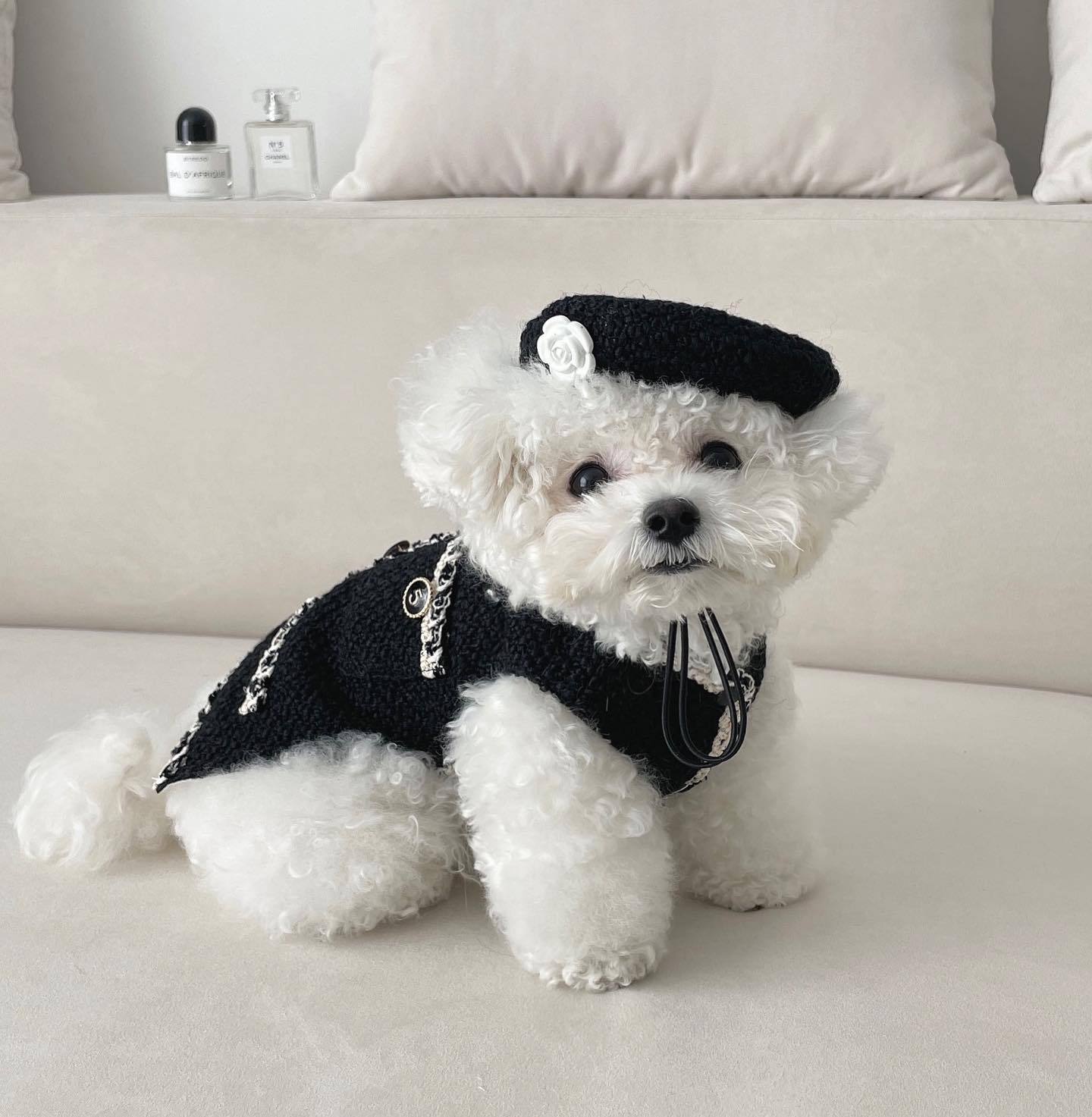 Pet Dog Cat Accessories Knitted Hat - Shop - Saver