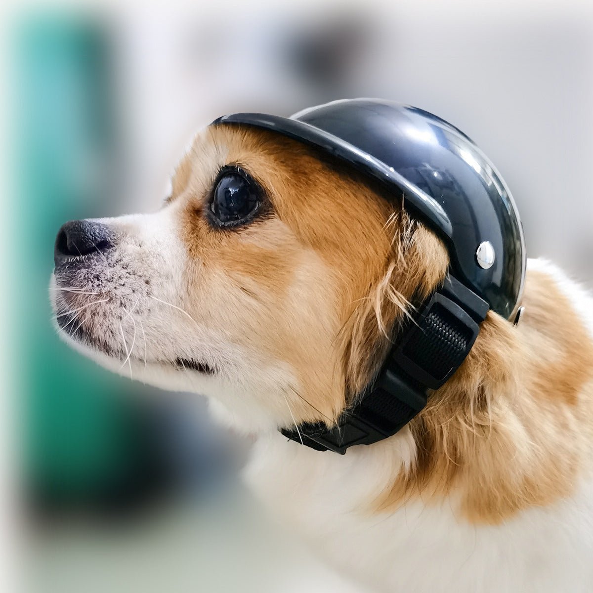 Pet Helmet New Motorcycle Helmet Dog Cat Accessories - Shop - Saver